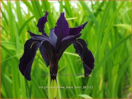 Iris chrysographes 'Black Form' | Iris, Lis | Goldgefleckte Schwertlilie