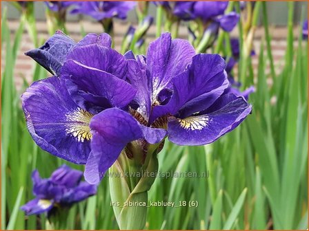 Iris sibirica &#039;Kabluey&#039; | Siberische iris, Lis, Iris | Sibirische Schwertlilie