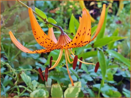 Lilium lancifolium var. splendens | Tijgerlelie, Lelie | Gl&auml;nzende Tiger-Lilie