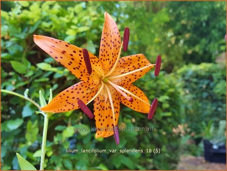 Lilium lancifolium var. splendens | Tijgerlelie, Lelie | Gl&auml;nzende Tiger-Lilie
