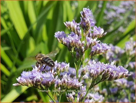 Limonium latifolium &#039;Robert Butler&#039; | Lamsoor, Zeelavendel | Meerlavendel