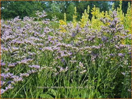 Limonium latifolium &#039;Robert Butler&#039; | Lamsoor, Zeelavendel | Meerlavendel