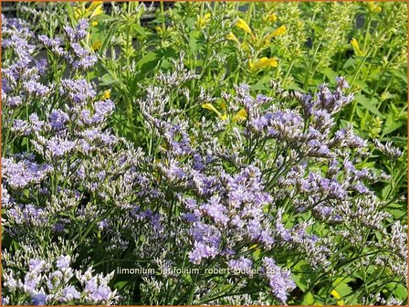 Limonium latifolium &#039;Robert Butler&#039; | Lamsoor, Zeelavendel | Meerlavendel