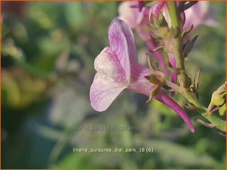 Linaria purpurea 'Dial Park' | Vlasleeuwenbek | Purpurbl&uuml;hendes Leinkraut