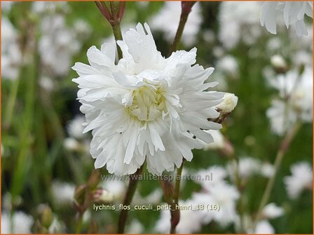 Lychnis flos-cuculi 'Petit Henri' | Echte koekoeksbloem, Koekoeksbloem | Kuckucks-Lichtnelke