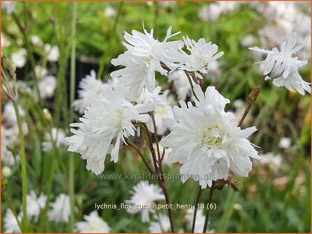 Lychnis flos-cuculi 'Petit Henri' | Echte koekoeksbloem, Koekoeksbloem | Kuckucks-Lichtnelke