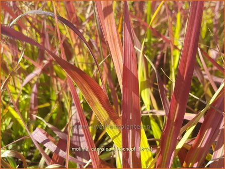 Molinia caerulea &#039;Rotschopf&#039; | Pijpenstrootje | Kleines Pfeifengras