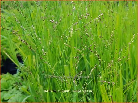 Panicum virgatum &#039;St&auml;fa&#039; | Vingergras, Parelgierst | Rutenhirse