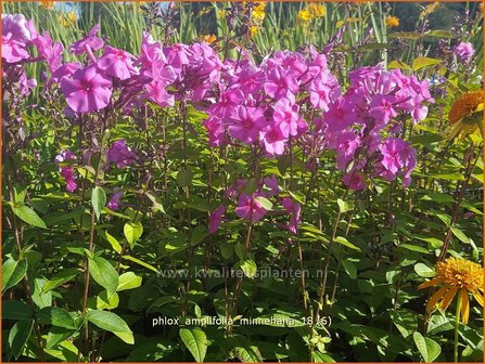 Phlox amplifolia &#039;Minnehaha&#039; | Vlambloem, Flox, Floks | Gro&szlig;bl&auml;ttrige Flammenblume