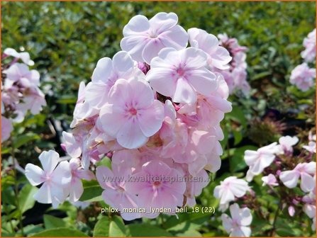 Phlox &#039;Monica Lynden-Bell&#039; | Hoge vlambloem, Vlambloem, Flox, Floks | Hohe Flammenblume