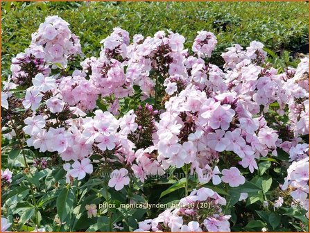 Phlox &#039;Monica Lynden-Bell&#039; | Hoge vlambloem, Vlambloem, Flox, Floks | Hohe Flammenblume