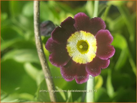 Primula pubescens 'Kaleidoscope' | Aurikel, Sleutelbloem | Aurikel