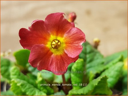 Primula 'Wanda Tomato Red' | Sleutelbloem | Primel