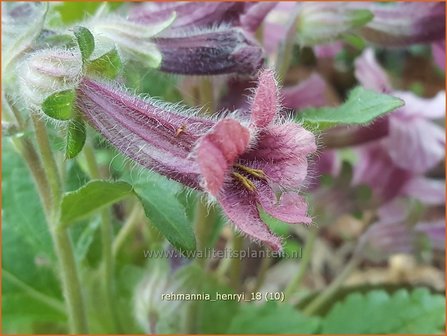 Rehmannia henryi | Chinees vingerhoedskruid | Chinesischer Fingerhut