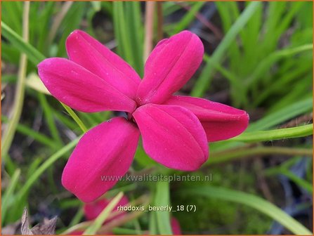 Rhodoxis &#039;Beverly&#039; | Rapsterretje, Sterretjesgras | Grasstern
