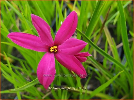 Rhodoxis &#039;Mrs Betsy&#039; | Rapsterretje, Sterretjesgras | Grasstern