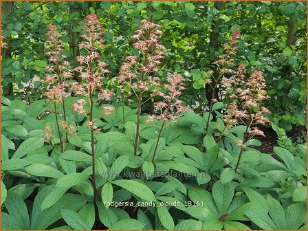 Rodgersia &#039;Candy Clouds&#039; | Schout-bij-nacht, Kijkblad | Schaublatt