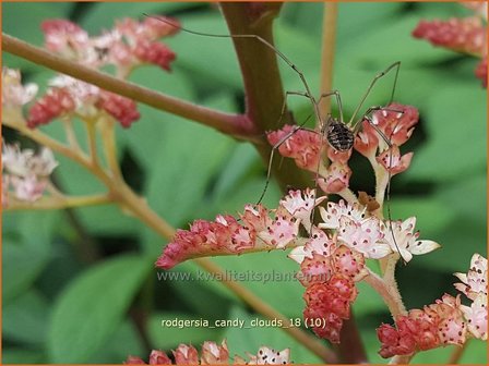 Rodgersia &#039;Candy Clouds&#039; | Schout-bij-nacht, Kijkblad | Schaublatt