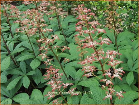 Rodgersia &#039;Candy Clouds&#039; | Schout-bij-nacht, Kijkblad | Schaublatt