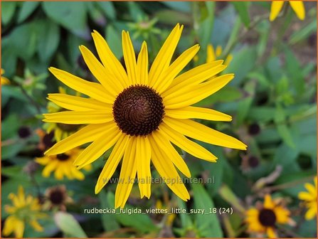 Rudbeckia fulgida &#039;Viette&#039;s Little Suzy&#039; | Zonnehoed | Gew&ouml;hnlicher Sonnenhut