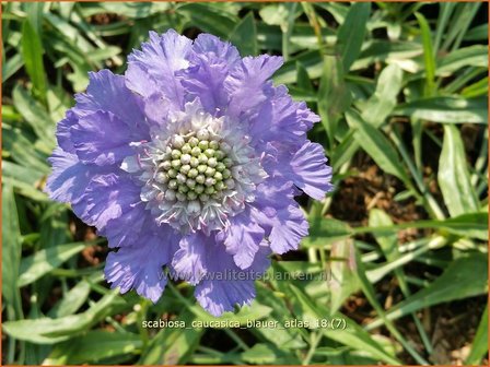 Scabiosa caucasica &#039;Blauer Atlas&#039; | Kaukasisch duifkruid, Duifkruid, Schurftkruid | Kaukasus Grindkraut