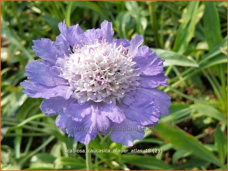 Scabiosa caucasica &#039;Blauer Atlas&#039; | Kaukasisch duifkruid, Duifkruid, Schurftkruid | Kaukasus Grindkraut