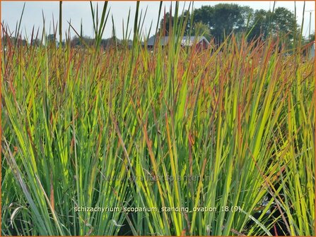 Schizachyrium scoparium &#039;Standing Ovation&#039; | Klein prairiegras | Kleines Pr&auml;riegras