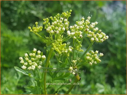 Selinum silaifolium | Karwijselie | Silaubl&auml;ttrige Brenndolde