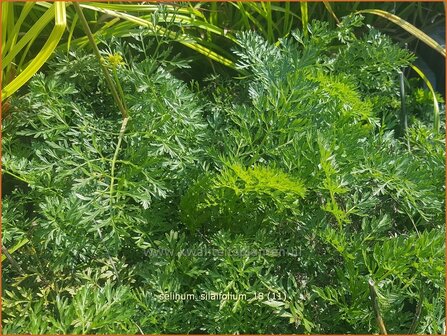 Selinum silaifolium | Karwijselie | Silaubl&auml;ttrige Brenndolde