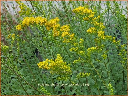 Solidago shortii &#039;Solar Cascade&#039; | Guldenroede | K&ouml;nigsgoldrute