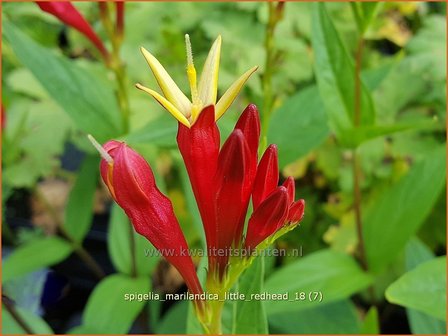 Spigelia marilandica &#039;Little Redhead&#039; | Vuurgentiaan | Feuerenzian