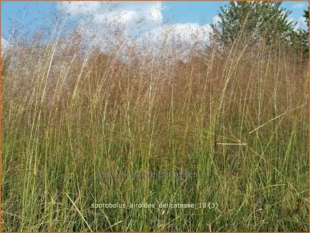 Sporobolus airoides &#039;Delicatesse&#039; | Prairiedropzaad, Parelgras | Alkali-Fallsamengras