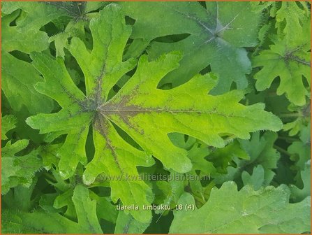 Tiarella &#039;Timbuktu&#039; | Schuimbloem, Perzische muts | Schaumbl&uuml;te