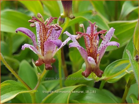 Tricyrtis formosana &#039;Samurai&#039; | Armeluisorchidee, Paddenlelie | Formosa-Kr&ouml;tenlilie