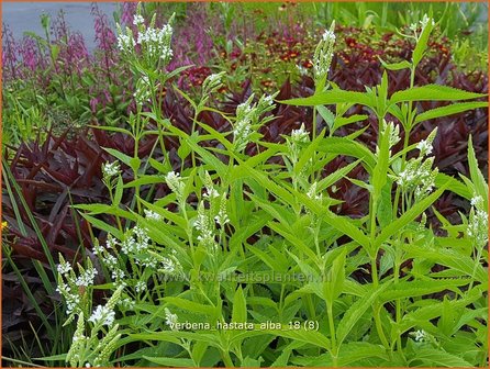 Verbena hastata &#039;Alba&#039; | IJzerhard | Spie&szlig;f&ouml;rmiges Eisenkraut