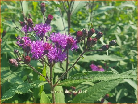 Vernonia gigantea | IJzerkruid | Hohe Scheinaster
