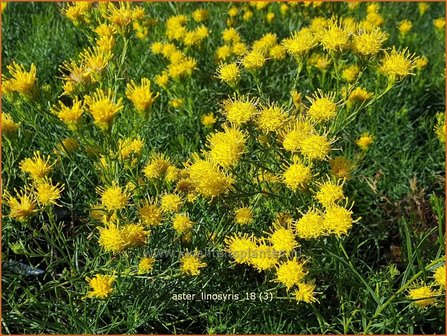 Aster linosyris | Aster | Goldhaar-Aster