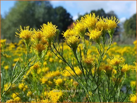 Aster linosyris | Aster | Goldhaar-Aster