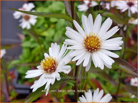 Aster novi-belgii &amp;#x0027;White Ladies&amp;#x0027; | Aster