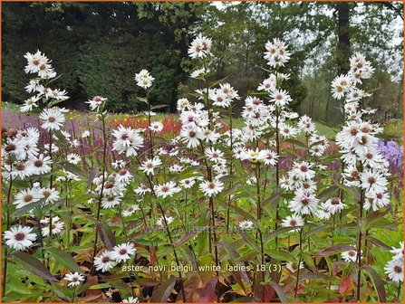 Aster novi-belgii &amp;#x0027;White Ladies&amp;#x0027; | Aster