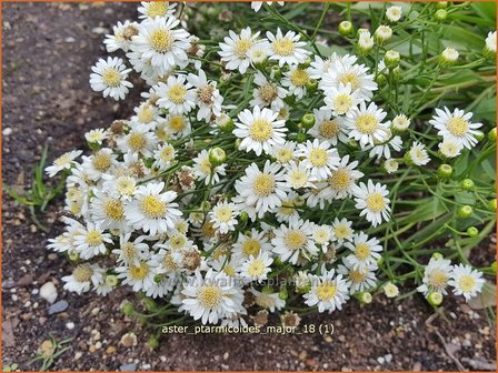 Aster ptarmicoides &#039;Major&#039; | Aster | Hochland-Aster
