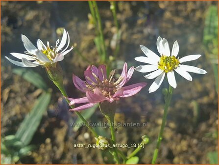 Aster rugulosus &#039;Asrugo&#039; | Aster | Aster