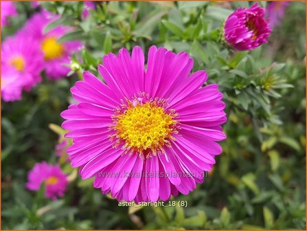 Aster &#039;Starlight&#039; | Aster | Aster
