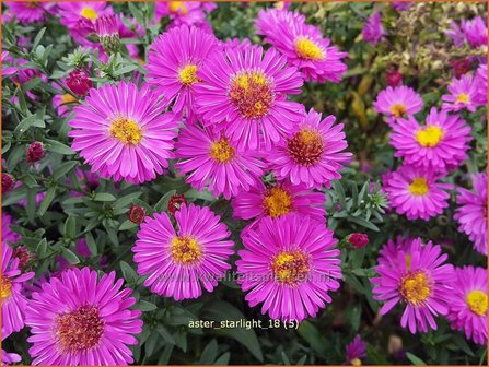 Aster &#039;Starlight&#039; | Aster | Aster