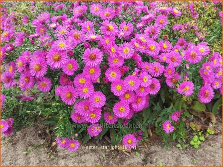 Aster &#039;Starlight&#039; | Aster | Aster