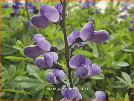 Baptisia 'Purple Smoke' | Valse indigo, Indigolupine | Kleinere Färberhülse
