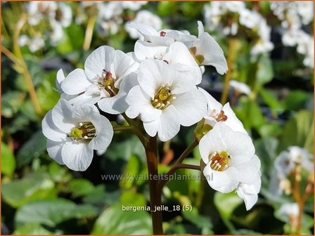 Bergenia &#039;Jelle&#039; | Schoenlappersplant, Olifantsoor | Bergenie