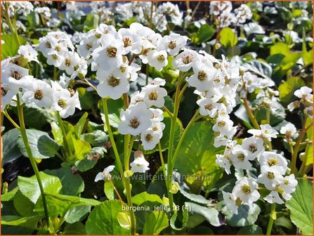 Bergenia &#039;Jelle&#039; | Schoenlappersplant, Olifantsoor | Bergenie