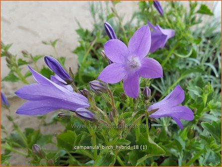 Campanula &#039;Birch Hybrid&#039; | Dalmatieklokje, Klokjesbloem | Polster-Glockenblume