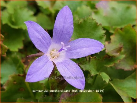 Campanula poscharskyana &#039;Fr&uuml;hlingszauber&#039; | Kruipklokje, Klokjesbloem | H&auml;ngepolster-Glockenblume